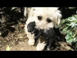 Abandoned dog in green belt, holding newborn puppy in mouth, asking passers-by for help