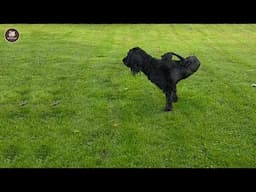 No one know what he is doing until vet cried and show the truth about that