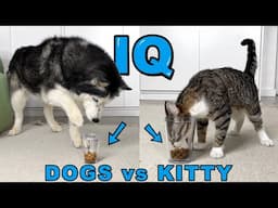 IQ test for a NEW Kitten! WHO'S SMARTER? Dog vs Cats