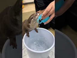 コップから水を飲むカワウソ #shorts