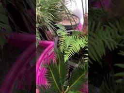 My temporary Tropical Jungle success #2 The Winter home for some outdoor plants!