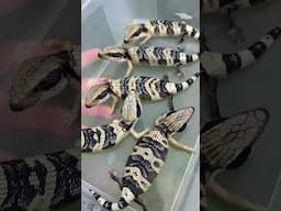 Newborn Western Blue Tongue Skinks 2025