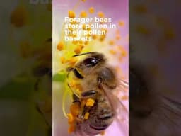 Pollen Colours 🌸🌼🐝