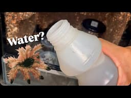 WATERING my Baby TARANTULAS !!!