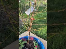 Kokomo Home Show and our Peach Tree Guild. #garden #foodforest #spring
