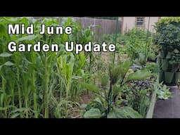 Mid-June Garden Update: Growth, Harvests, and More