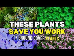 7 Ground Covers Have You Covered! | Best Evergreen Ground Cover Plants