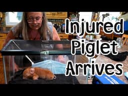 Hope, the Injured Piglet Arrives on the Farm