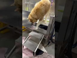 BIG HUSKY AFRAID OF THE STAIRS 🤣 #shorts #short #shortvideo #viralvideo
