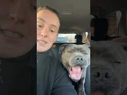 Ever seen a dog actually have a real conversation? Wtf 😳 #funny #dog #dogs