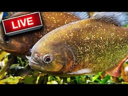 16 foot long planted PIRANHA AQUARIUM! THE KING OF DIY FISH TANK LIVE
