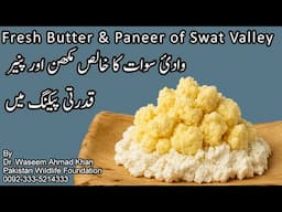 Fresh Butter And Paneer of Swat Valley In Natural Packaging | Birch Tree Paper | Use Of Paper Tree