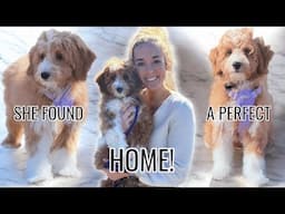 Our Last Puppy Found Her PERFECT Forever Home With A Previous Goldendoodle Owner!