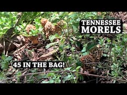 FIRST MORELS of 2025