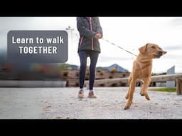Teach Your Dog Calm Manners at Home & in Real Life | Positive Online Dog Training Course