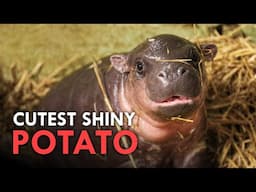 These Animals are Ridiculously Cute