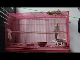 Cocktail Parrot 🦜 single Cage ll New setup cockatiel Parrot 🐦