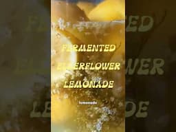 Fermented Elderflower Lemonade 🍋