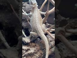Stunning Bearded Dragon Shows Off Amazing Colors