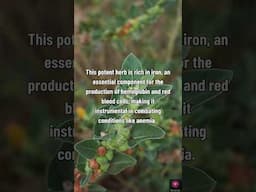 Withania (Ashwagandha) - The Hemoglobin Boosting Elixir | #medicinalplant  |#healingherbs