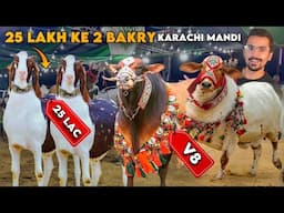 Karachi Mandi Ke BIG BULLS - Worth Billions, Asia's Largest Cattle Mandi
