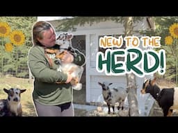 Welcome to the herd! OUR *NEW* NIGERIAN DWARF GOAT BUCKLING