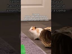tell me something you do as a hamster person that would send a non hamster person into a coma