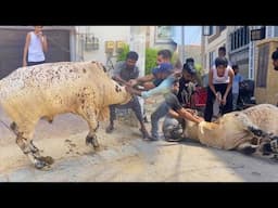 My Cow Qurbani Eid Day 2😢Bakra Eid Vlog