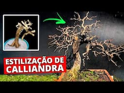 Estilização de Bonsai de "Calliandra spinosa" - Passo a Passo!
