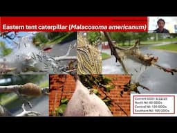 Rutgers Nursery IPM Webinar April 22, 2025