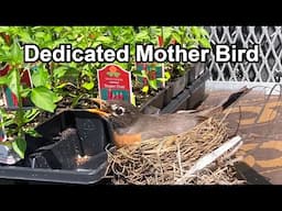 Bird Nesting in a Garden Center - Robin Sitting on Eggs