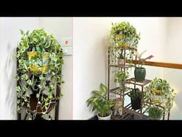 Unique and charming indoor plants, ideas for gardens with limited space
