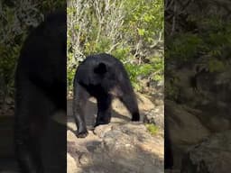 This Henry (Black Bear) came to say hi, but got really close! Lookout Rock..Montreat,NC #blackbear