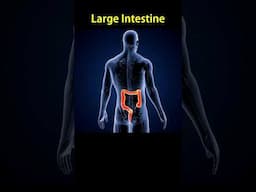 Large Intestine: The Final Stop of Digestion! #LargeIntestine #BiologyShorts