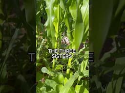 Three Sisters: Corn, Beans, & Squash