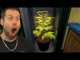OPENING MY OWN SHOP on SCHEDULE 1 - LIVE STREAM