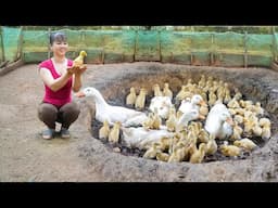 Build A Large Nest For Ducks To Incubate Eggs _100 Ducklings Hatching From Eggs | Free Bushcraft