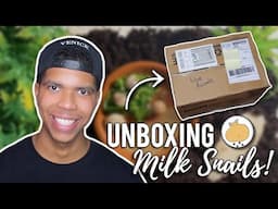 Unboxing LIVE SNAILS from EBAY! | Otala Lactea/Milk Snail Pet Snail UNBOXING!