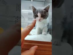 Cute Pet Shop in Japan 🐶🐱🇯🇵 #pets #cats #puppy #petshop #japantrip
