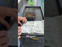Germinate Stubborn Seeds with a Paper Towel