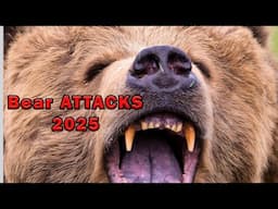 Bears Attacking Dumb People. And How to AVOID being one.