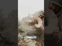 Sheep Head Grand Slam: Epic Hunt For Rare Desert Bighorns!