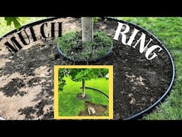 Mulching A Tree Ring