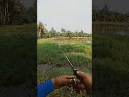 casting mania #mancing #fishing #gabussuper #uqi2017