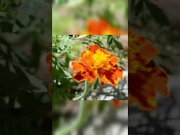 Flowers blooming in our Garden #flowertherapy#flowers#garden