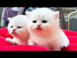 Beautiful white cat meows - Kitten calls mother - Cat video