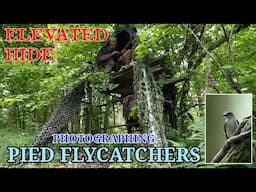 PIED FLYCATCHERS - SCAFFOLD HIDE - GETTING LEVEL
