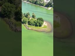 Fixing toxic algae blooms in Portland can help salmon