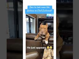 Does this dog look like Batman or Clint Eastwood? #dog #funny