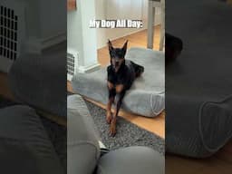 So Hungry #dog #funny #puppy #doberman #dobermanpinschers #dobermanpuppy #dogsfunny